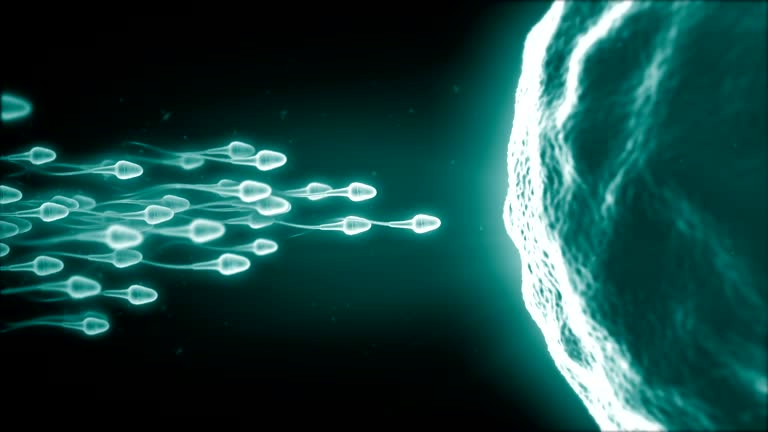 sperm reaches the egg